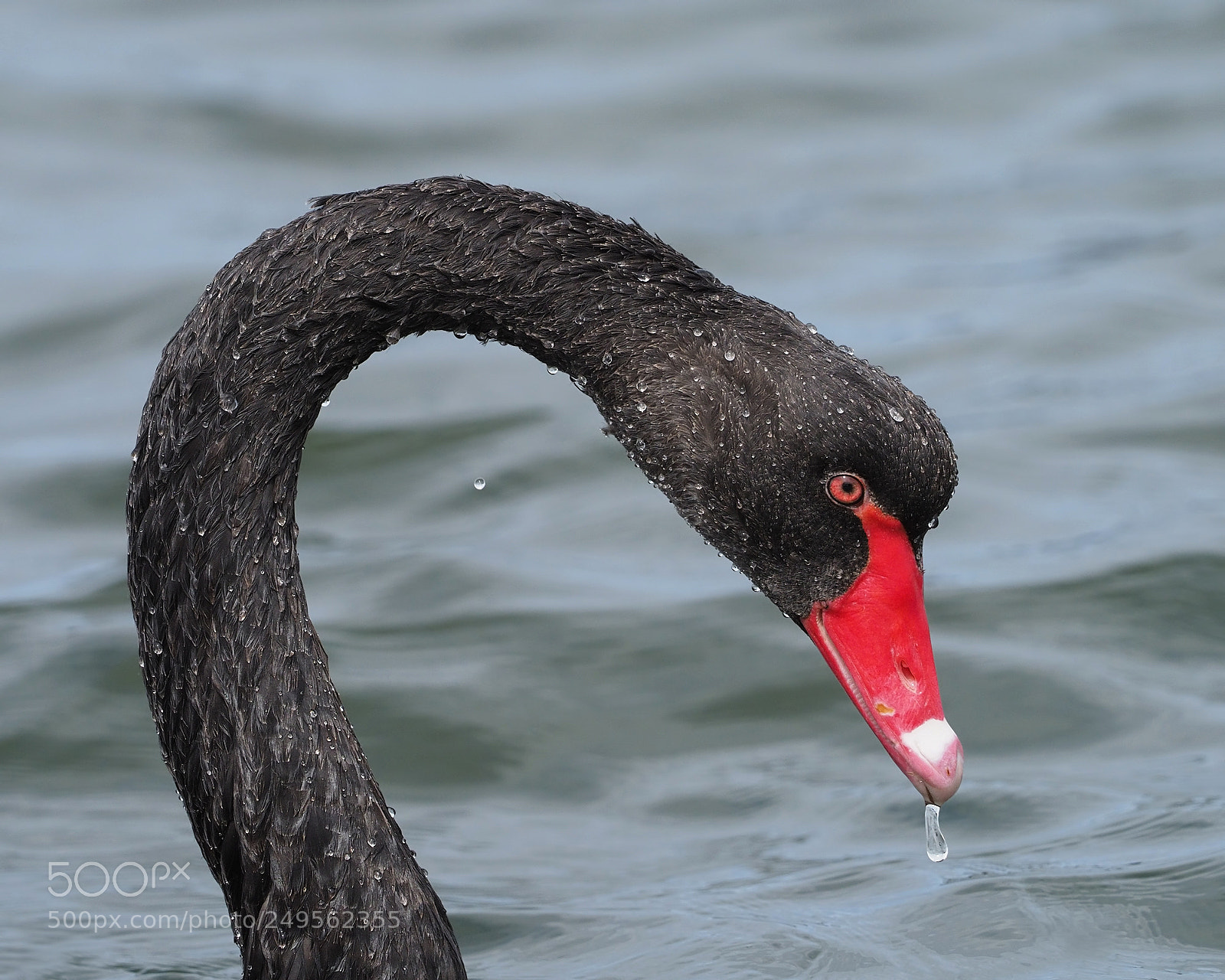 Olympus OM-D E-M1 Mark II sample photo. Black swan portrait photography
