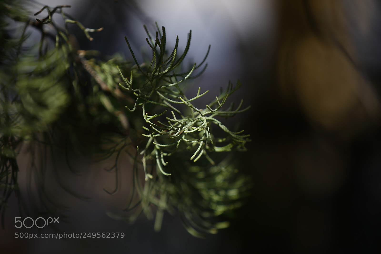 Canon EF 70-200mm F2.8L IS II USM sample photo. Cypress photography