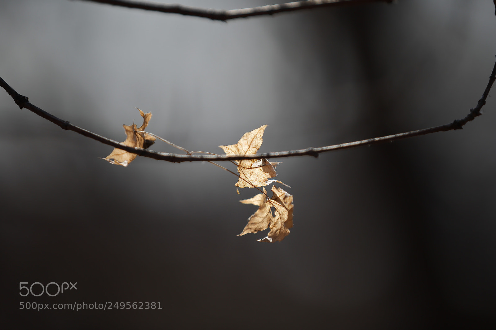 Canon EF 70-200mm F2.8L IS II USM sample photo. Dead_leaf photography