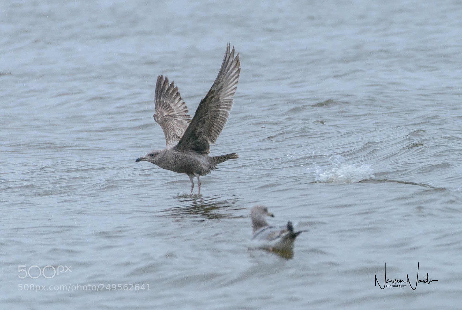 Nikon D800 sample photo. Gulls photography