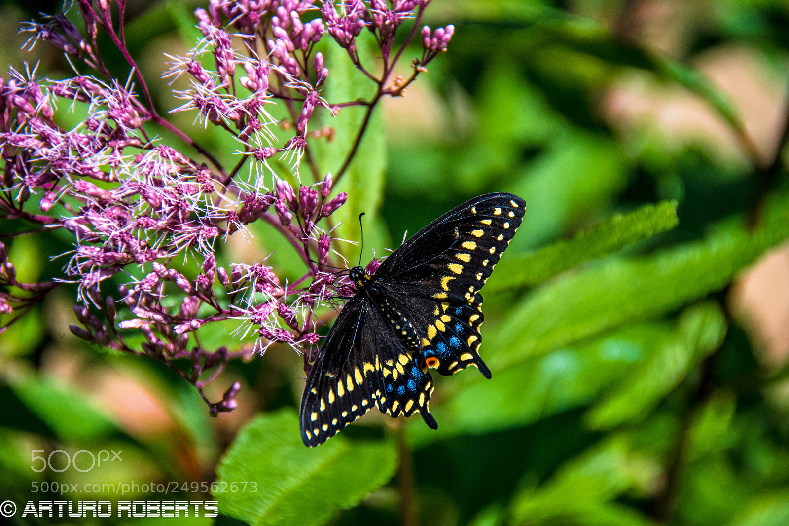 Nikon D5500 sample photo. Butterfly 9 photography