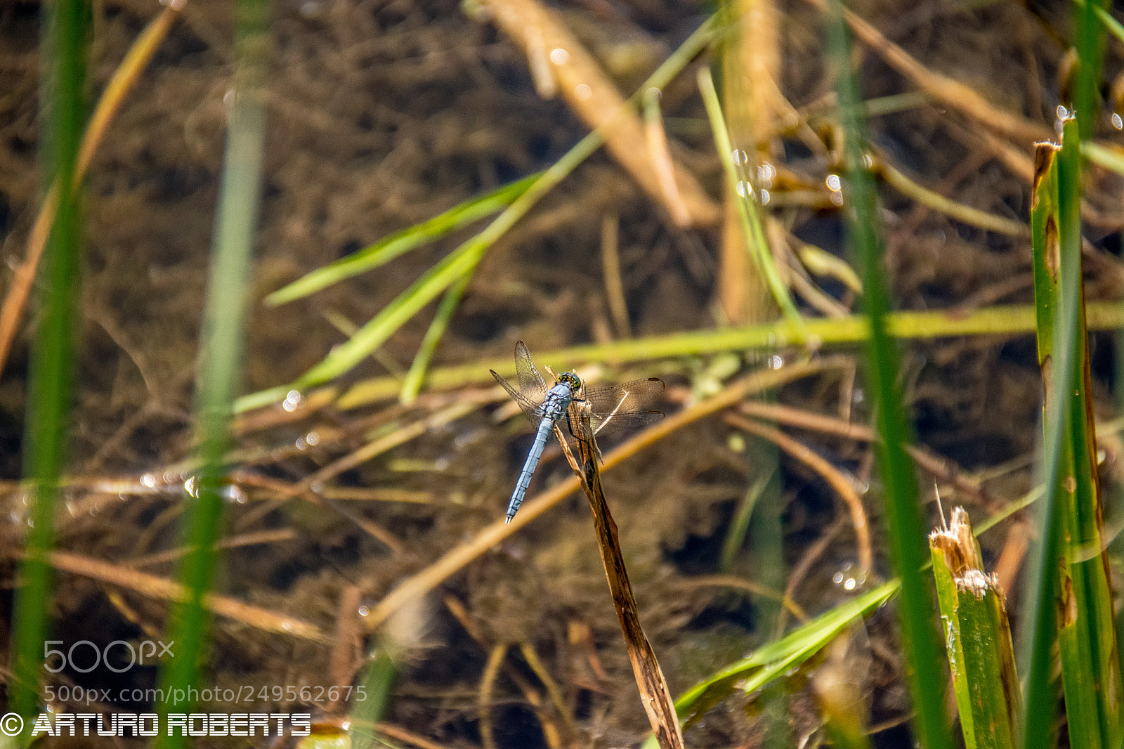 Nikon D5500 sample photo. Dragonfly photography