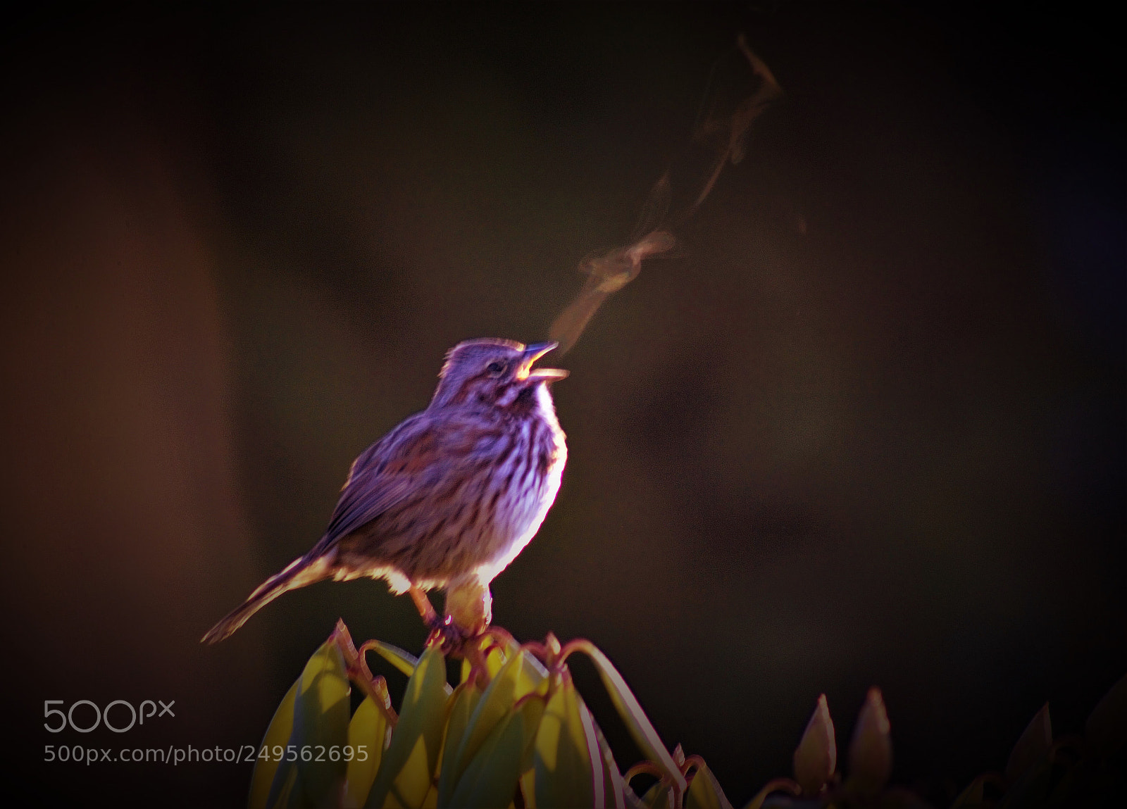 Canon EOS 60D sample photo. I see what bird photography