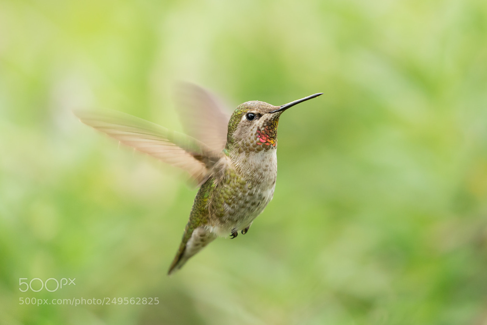 Canon EOS-1D X sample photo. Female anna's hummingbird flying photography