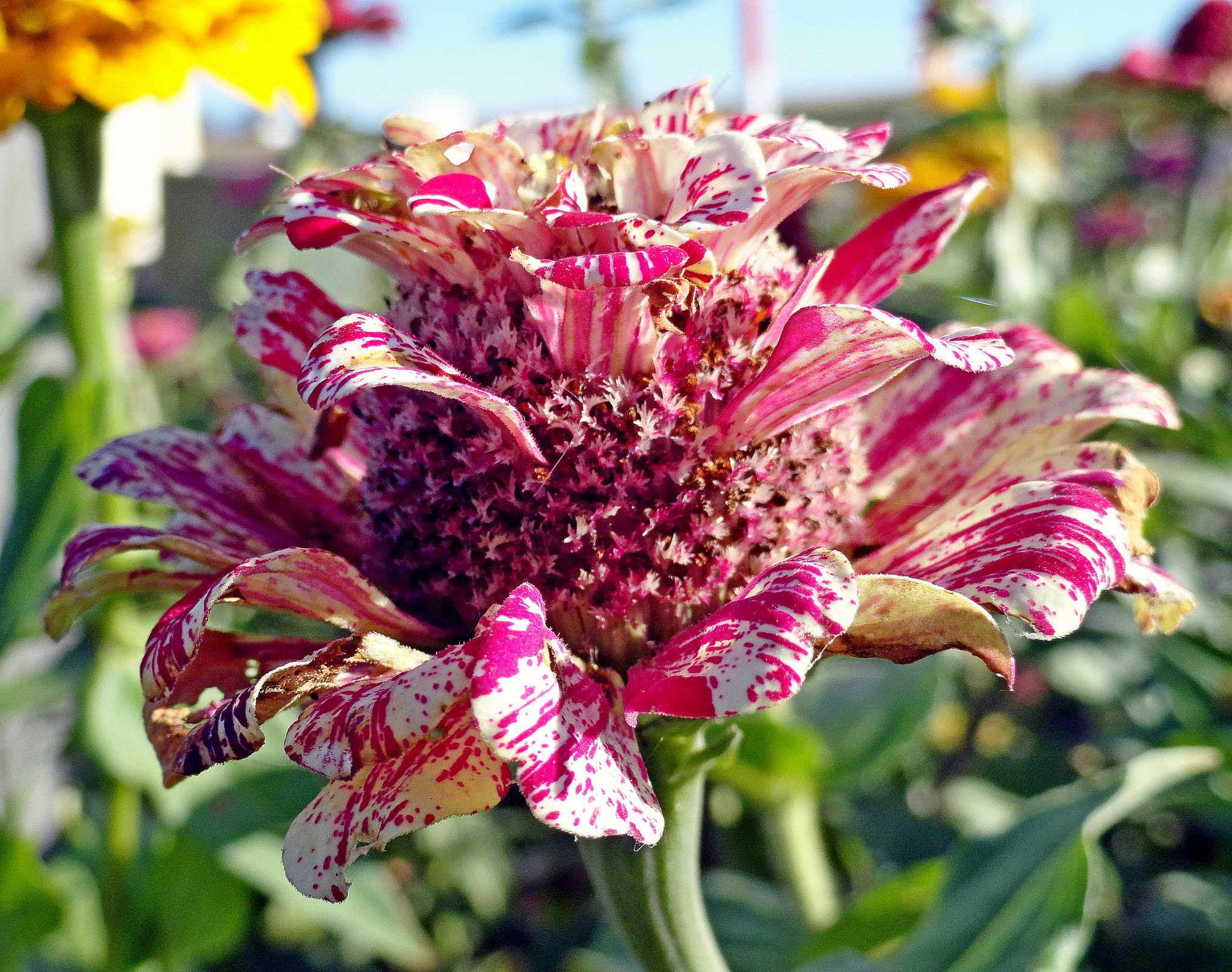 Sony Cyber-shot DSC-H70 sample photo. Mottled pink cone flower photography