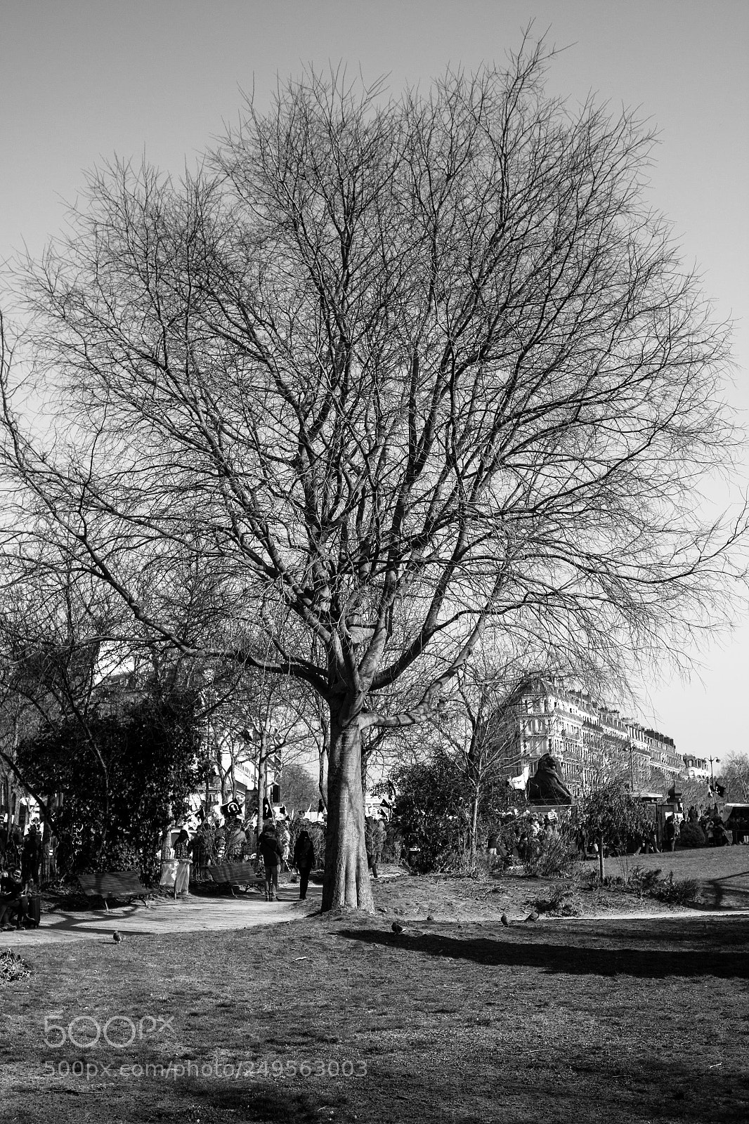 Canon EOS 600D (Rebel EOS T3i / EOS Kiss X5) sample photo. Le grand arbre photography