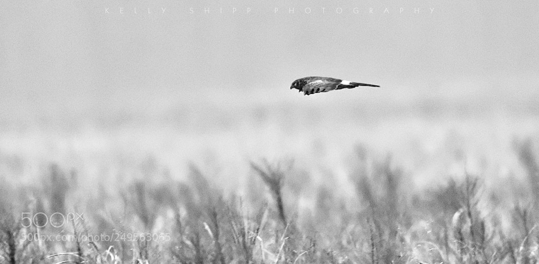 Nikon D300S sample photo. "gliding the field" photography
