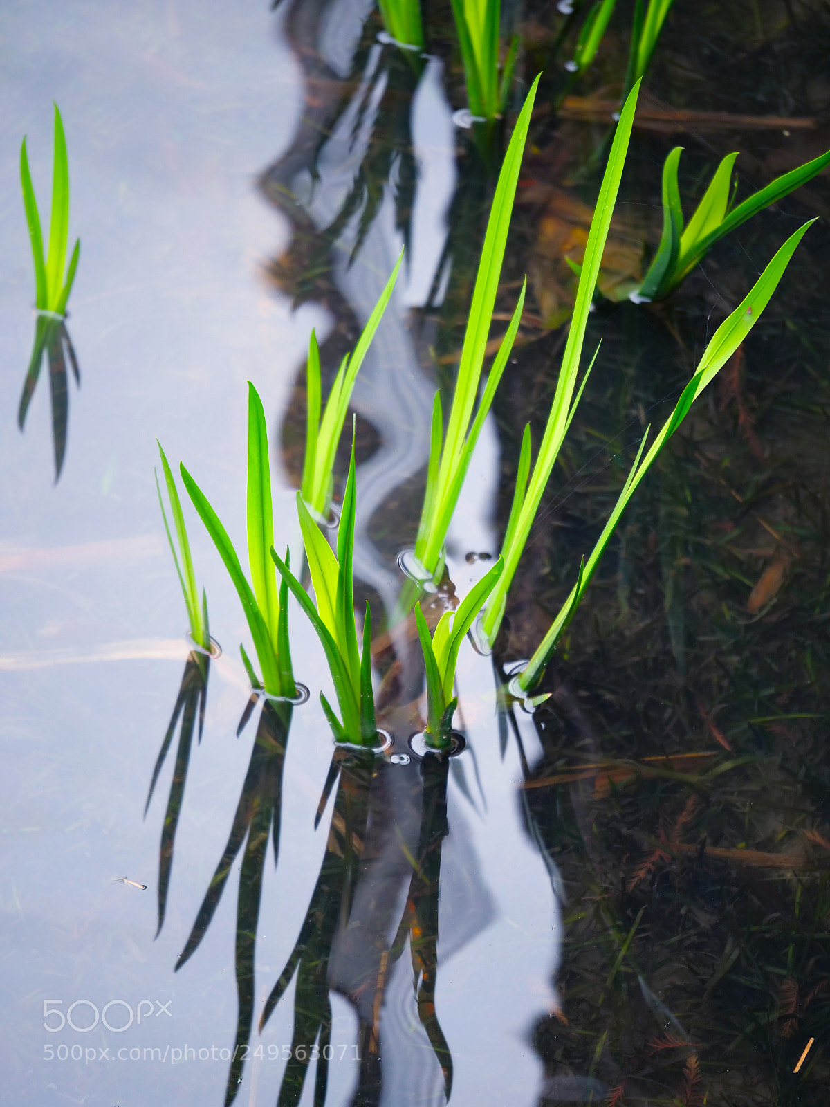 Panasonic Lumix DC-G9 sample photo. Spring photography