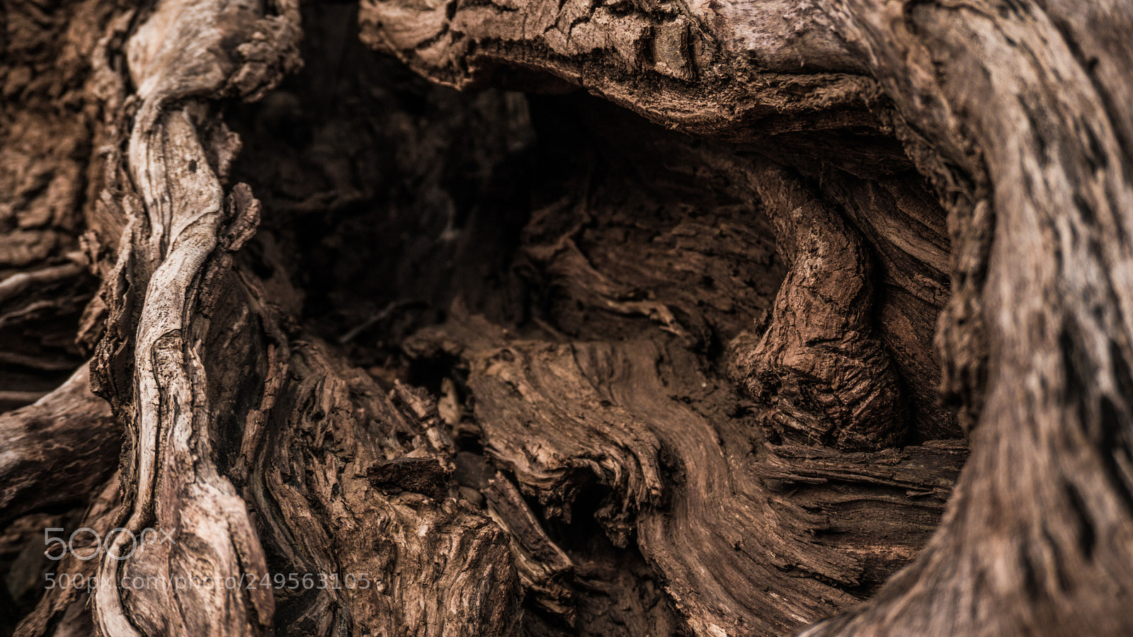 Sony a5100 sample photo. Moody tree photography
