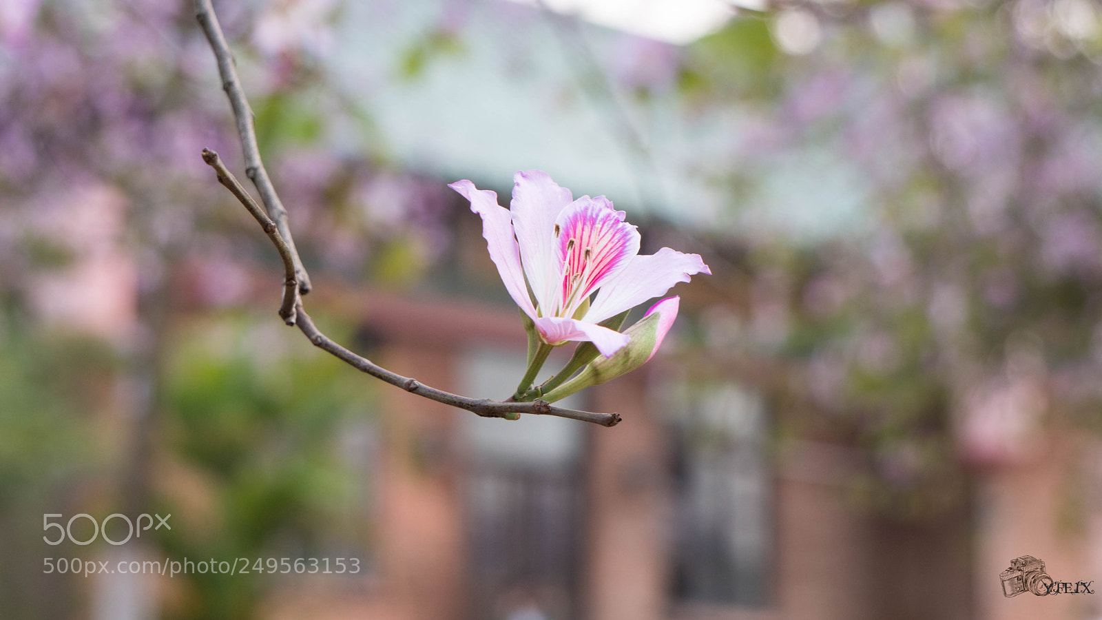 Sony a6300 sample photo. Untitled photography