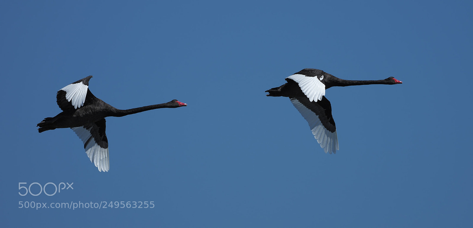 Olympus OM-D E-M1 Mark II sample photo. Pair of black swans photography