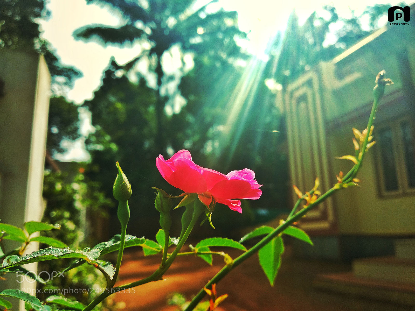 Xiaomi Mi A1 sample photo. Sunlight touching the flower photography
