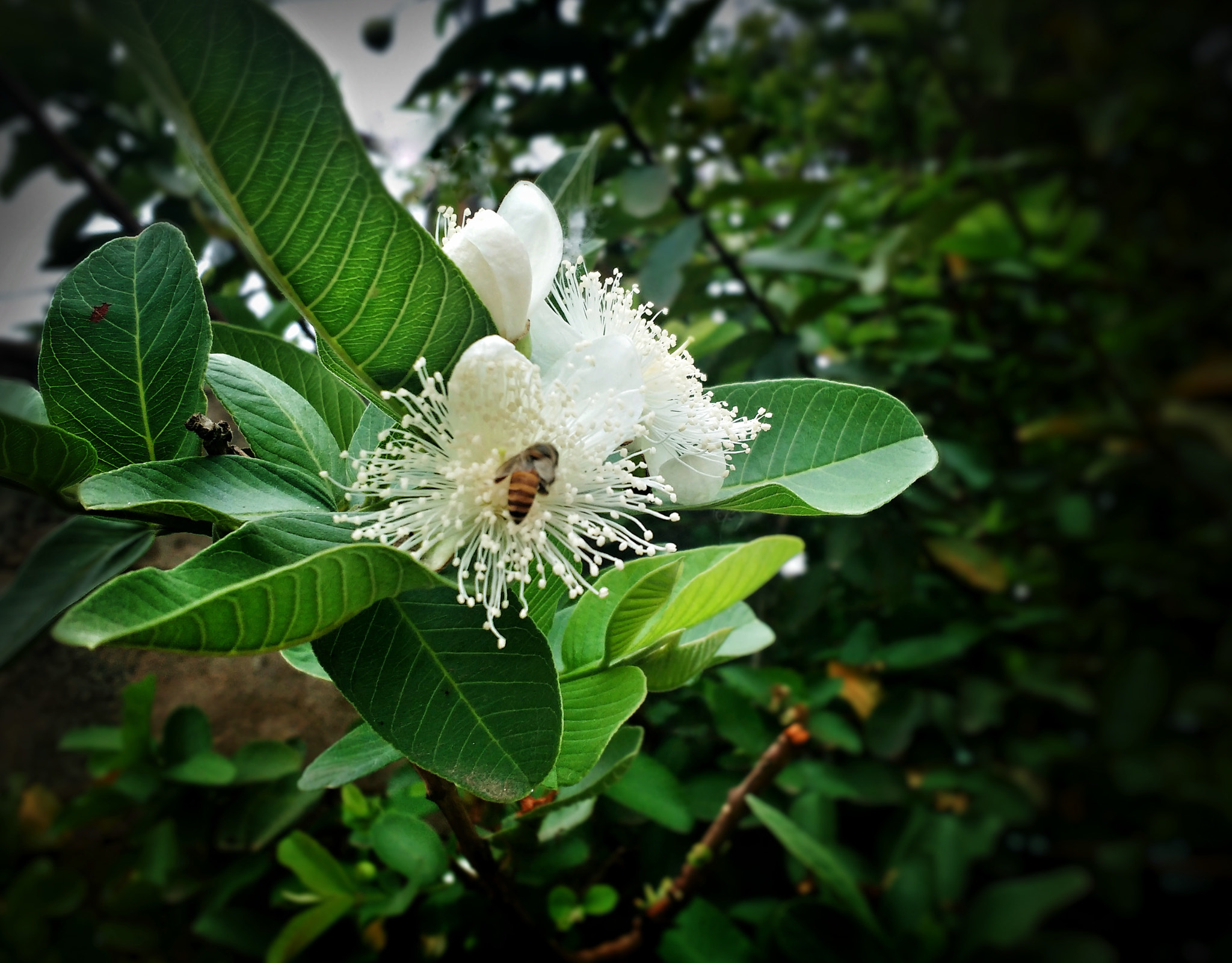 Motorola Moto G Turbo Edition sample photo. Bee on guava flower photography