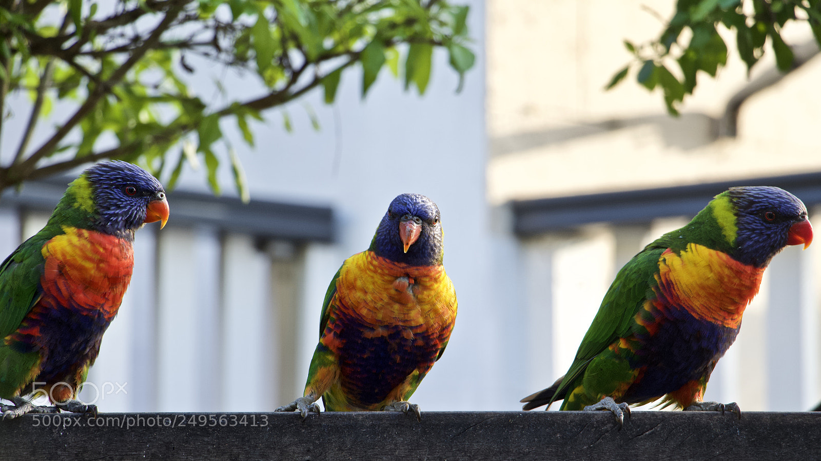 Canon EOS 700D (EOS Rebel T5i / EOS Kiss X7i) sample photo. Bird gang photography