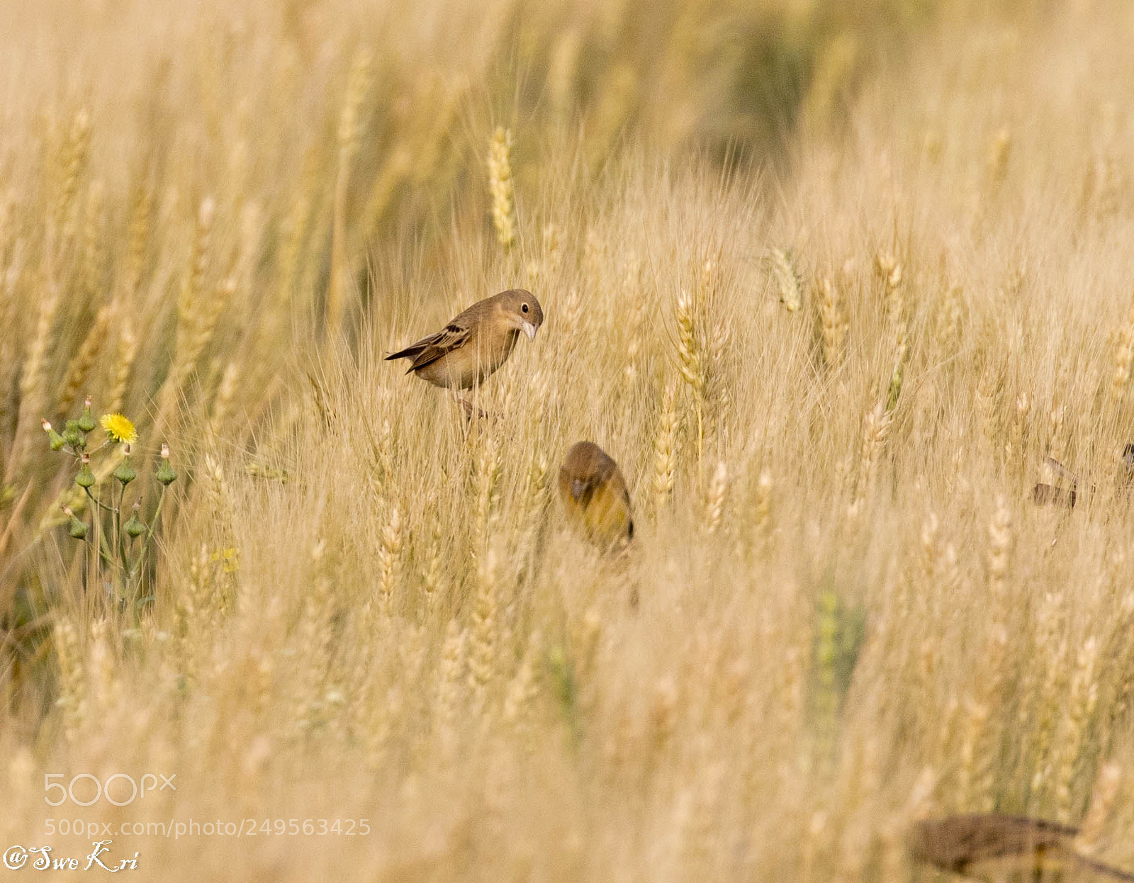 Canon EOS 5D Mark IV sample photo. Black-headed bunting female photography