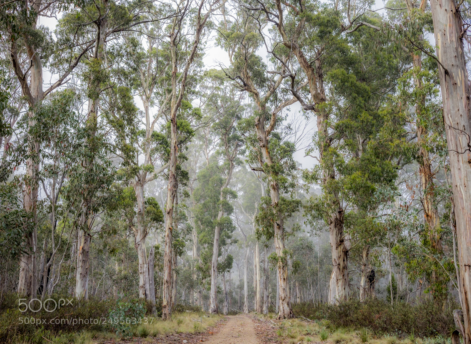 Fujifilm X-T1 sample photo. Misty morning walks photography