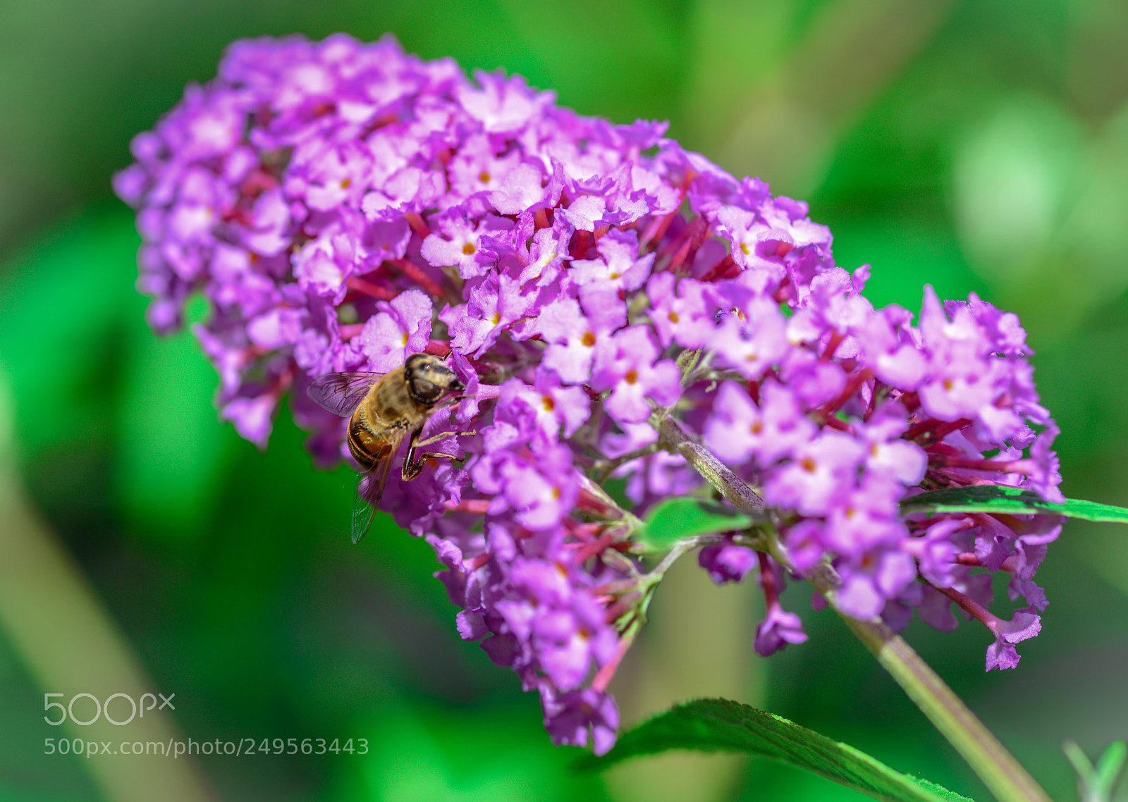 Nikon D600 sample photo. Contrast colors 2 photography