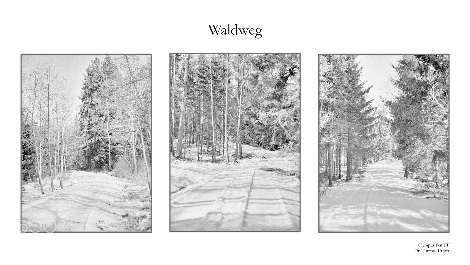 Canon EOS 5DS R sample photo. Forest track photography