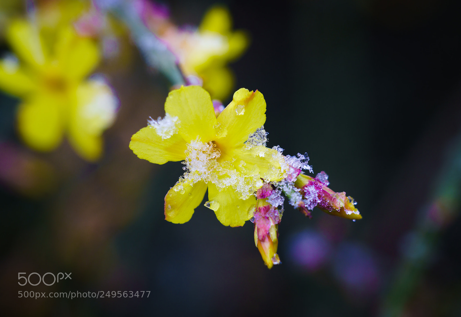 Sony a7R II sample photo. Winter? spring? photography