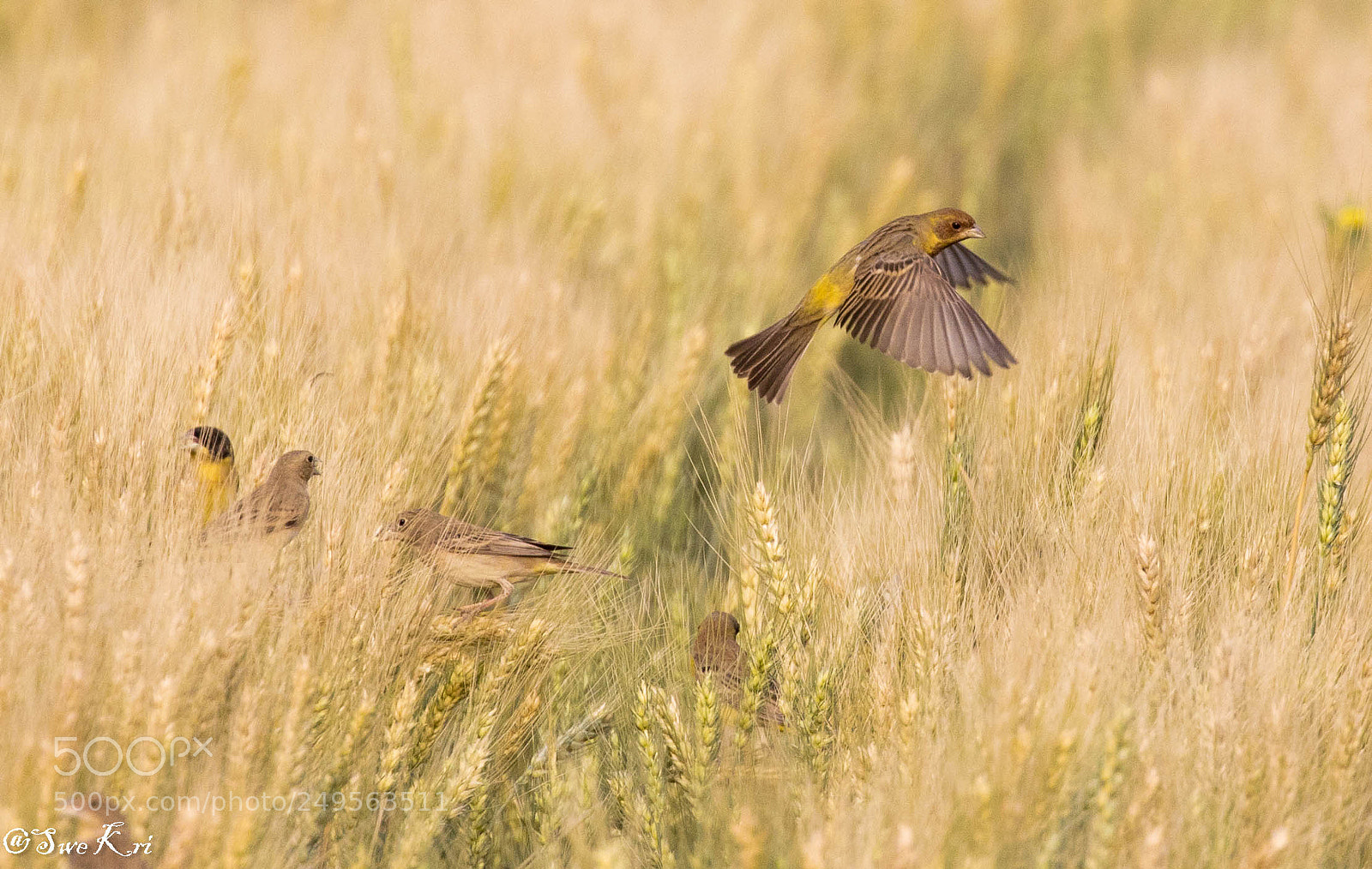 Canon EOS 5D Mark IV sample photo. Red-headed bunting photography