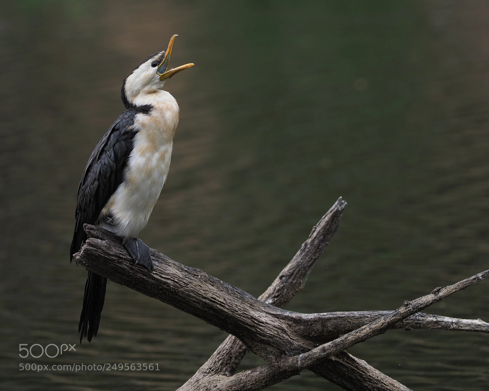 Olympus OM-D E-M1 Mark II sample photo. Little pied cormorant photography
