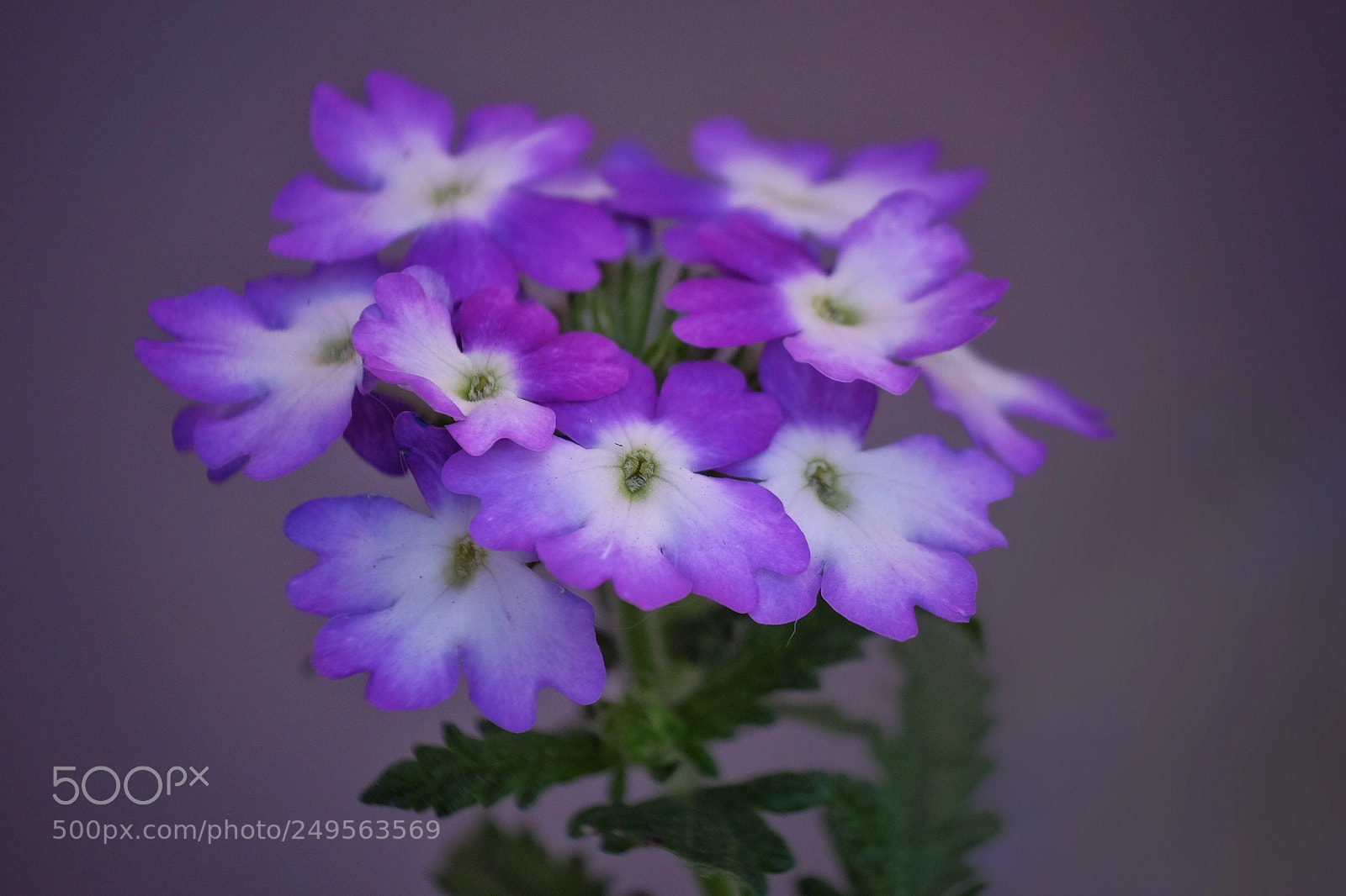 Fujifilm X-T1 sample photo. Spring 1 photography