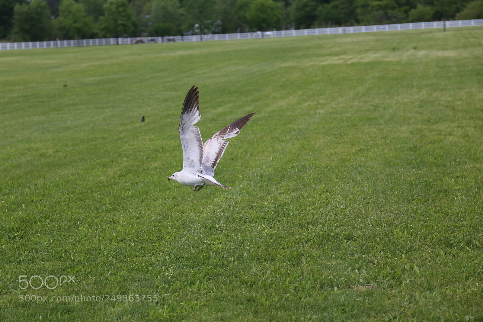 Canon EF 24-105mm F3.5-5.6 IS STM sample photo. Flying bird photography