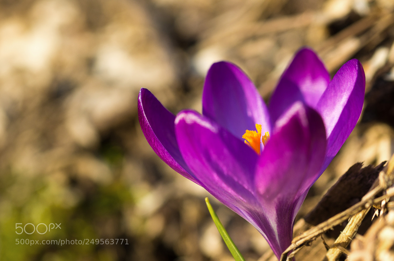 Sony SLT-A57 sample photo. Welcoming the sun photography