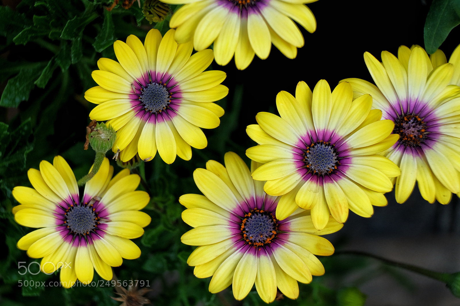 Fujifilm X-T1 sample photo. Spring 2 photography