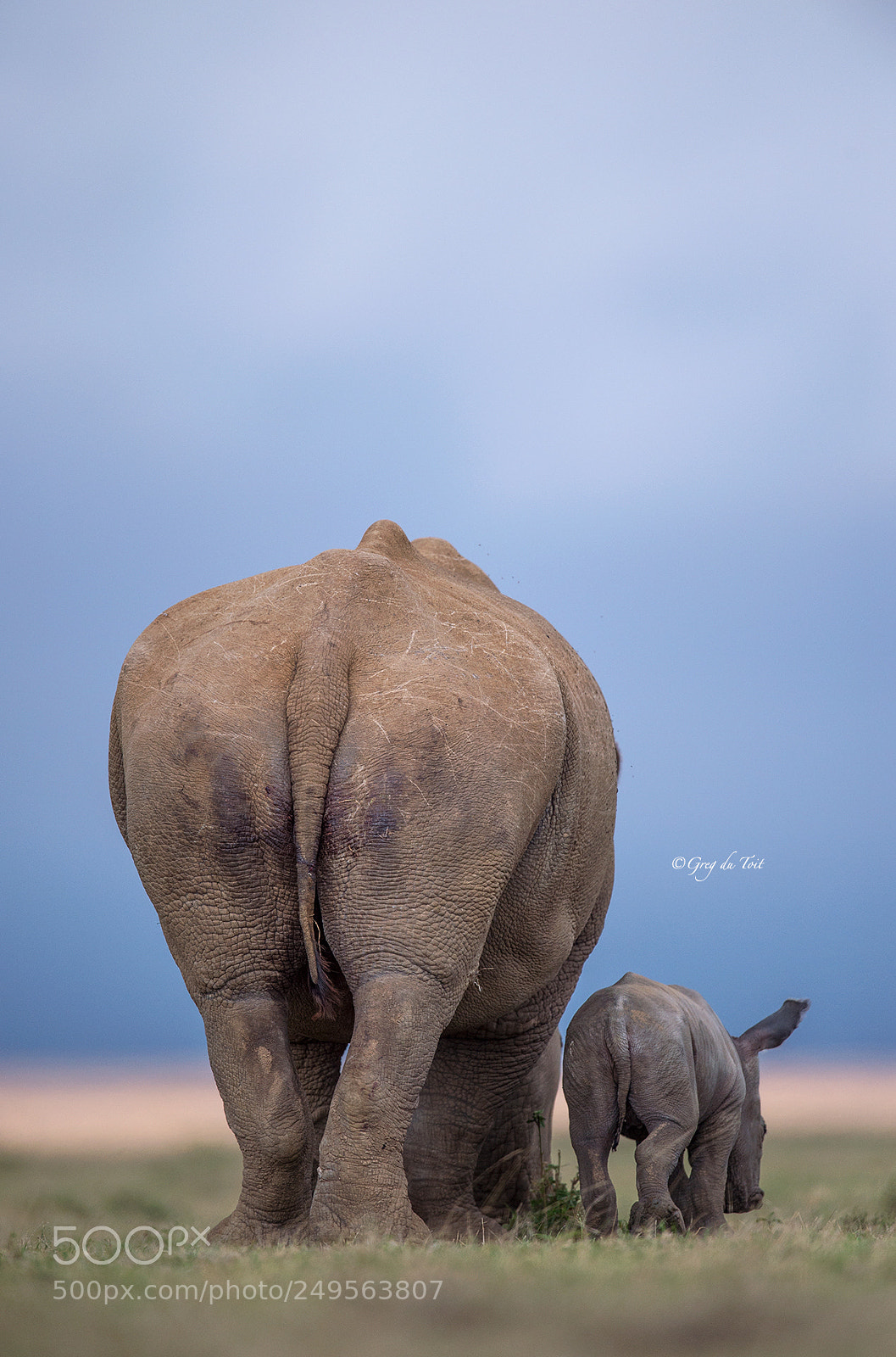 Nikon D4S sample photo. Rhino bums photography
