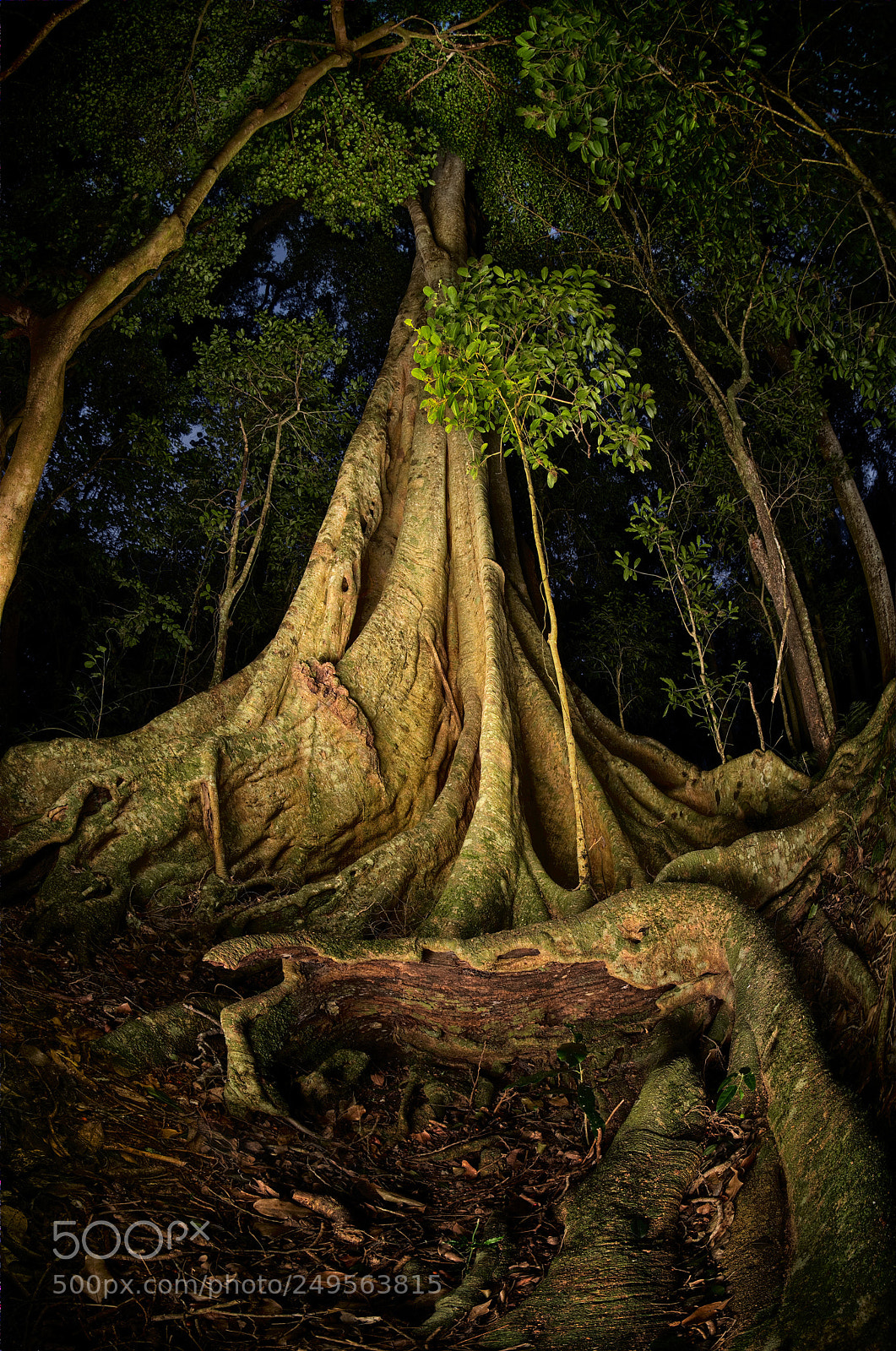 Fujifilm X-E1 sample photo. Growth forces - fig photography