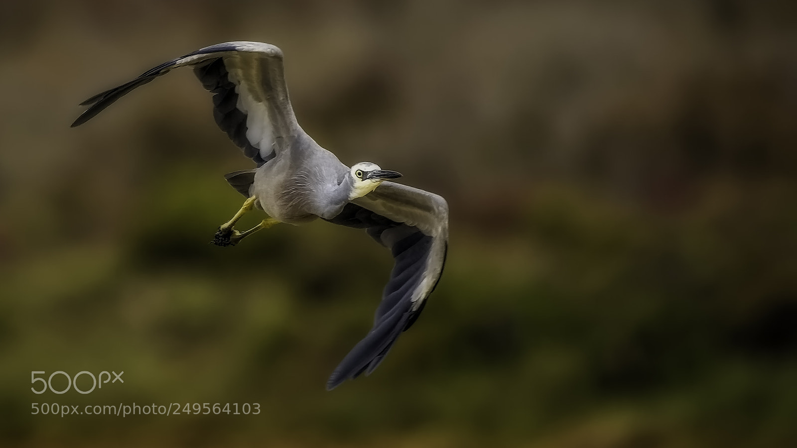 Nikon D7200 sample photo. White-faced heron photography