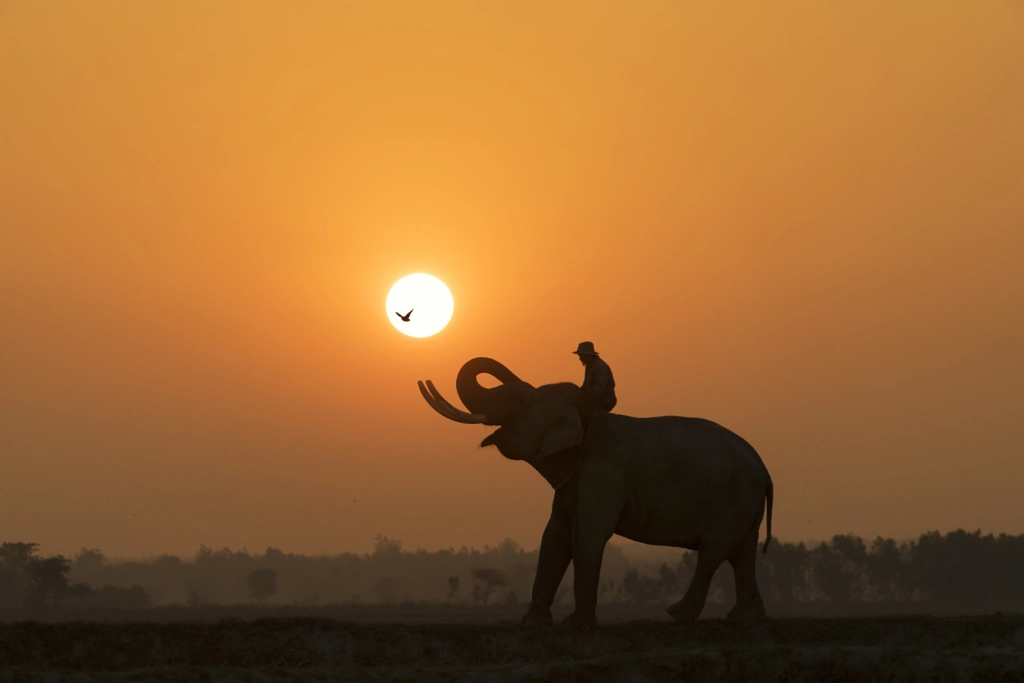 Happy Elephant by Smon Satitayangkul on 500px.com