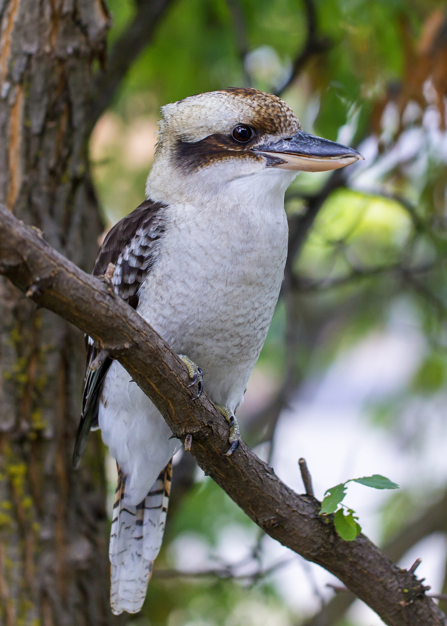 Canon EOS-1D C sample photo. Female kookaburra photography