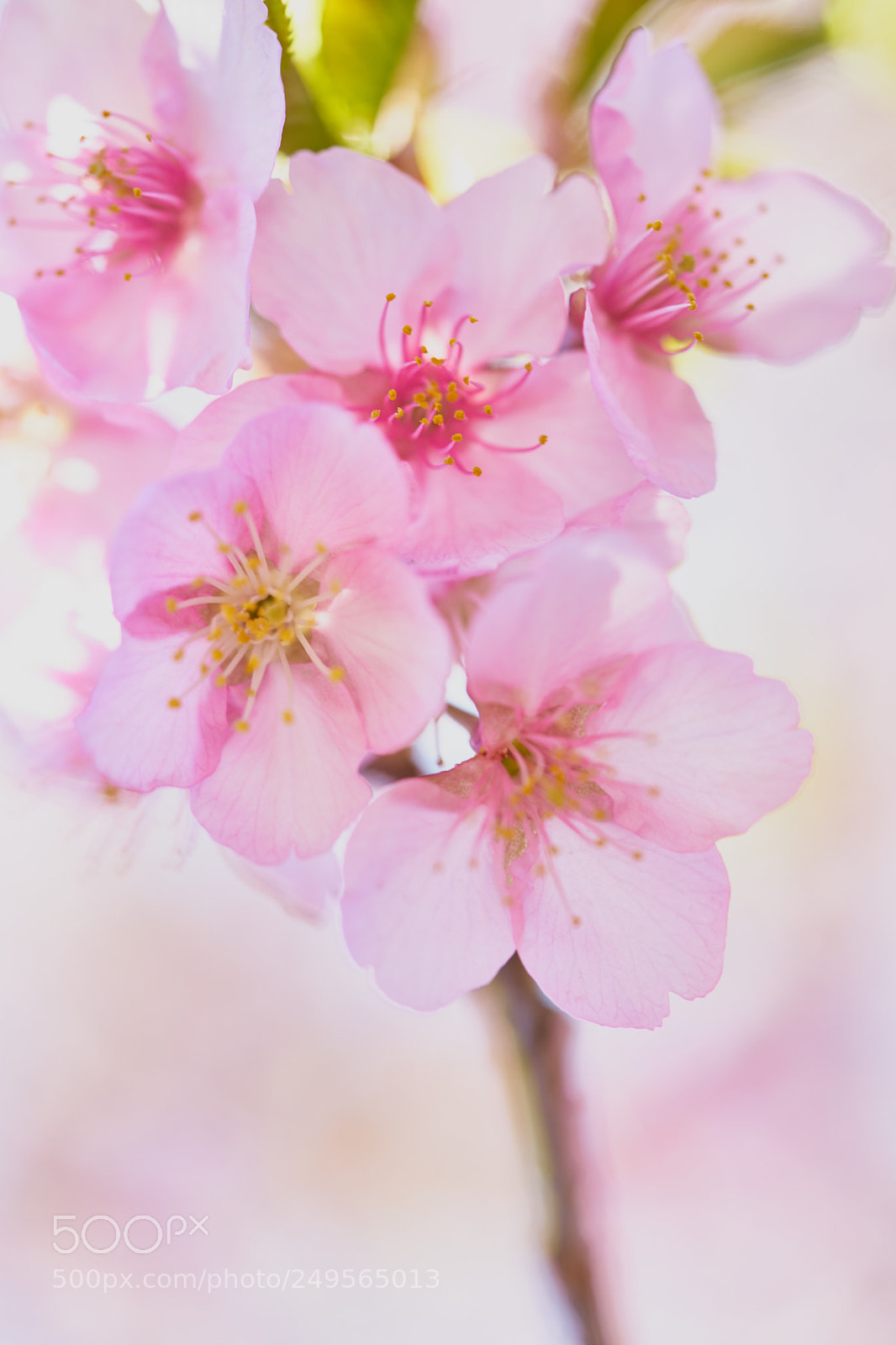 Sony a7 sample photo. Flowers 6215 photography