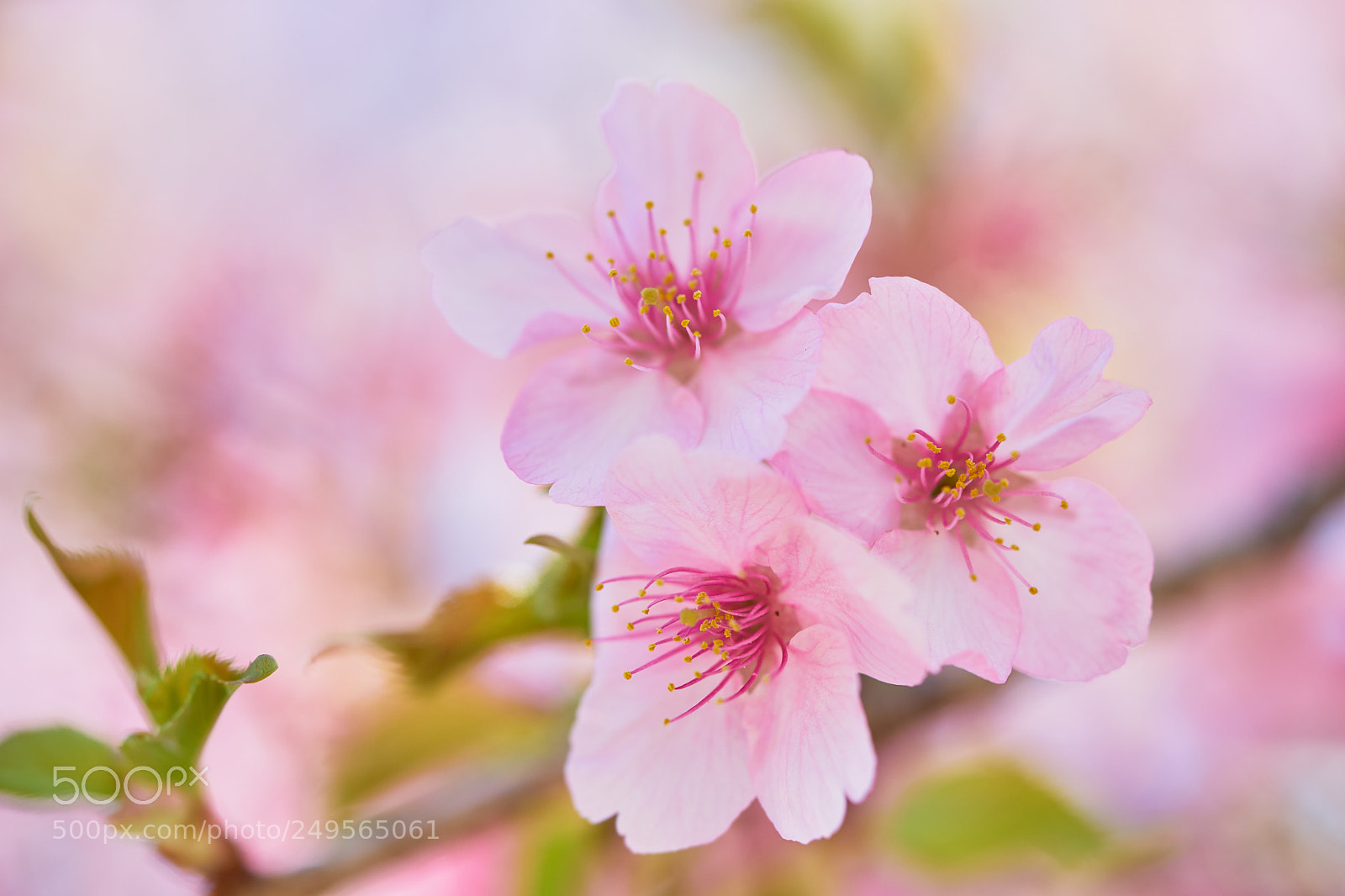 Sony a7 sample photo. Flowers 6216 photography