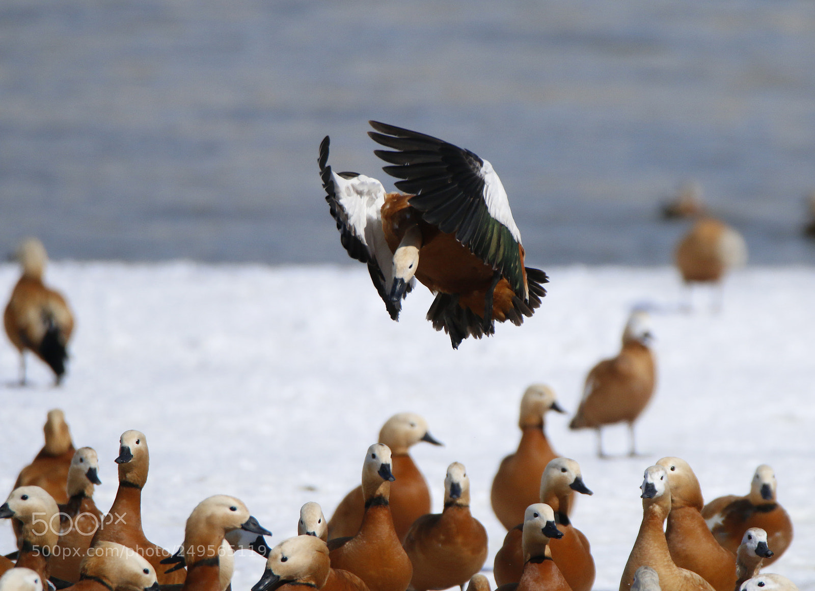 Canon EOS 70D sample photo. The ducks are landing photography