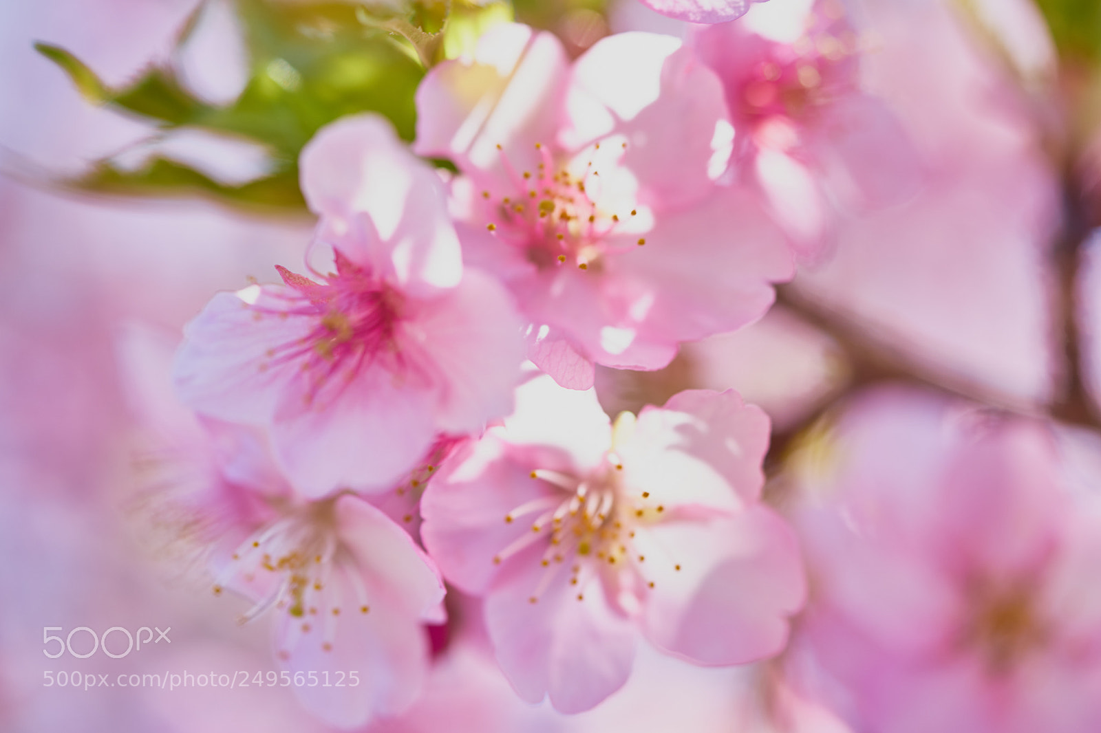 Sony a7 sample photo. Flowers 6217 photography