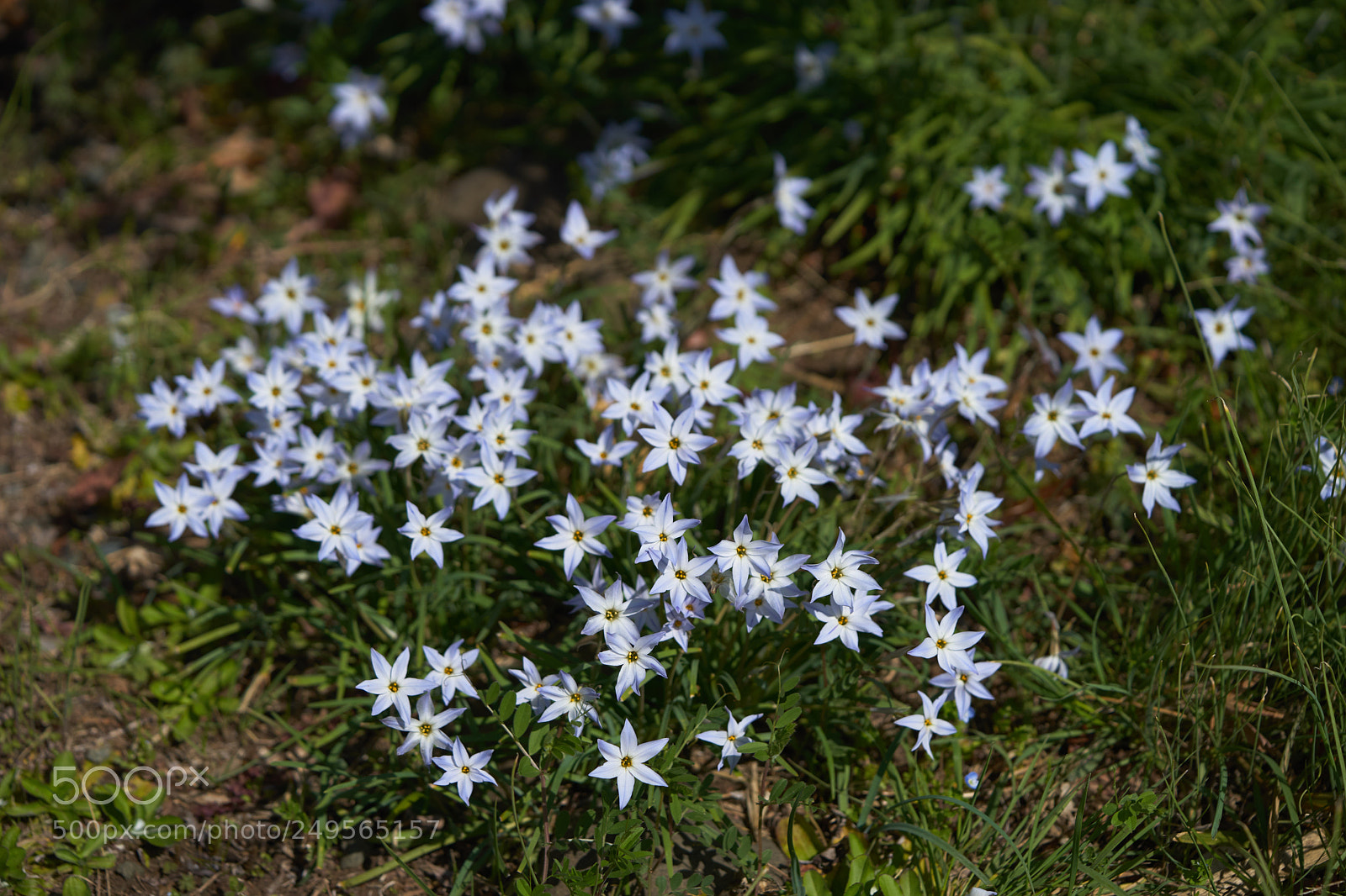 Sony a7 sample photo. Flowers 6218 photography