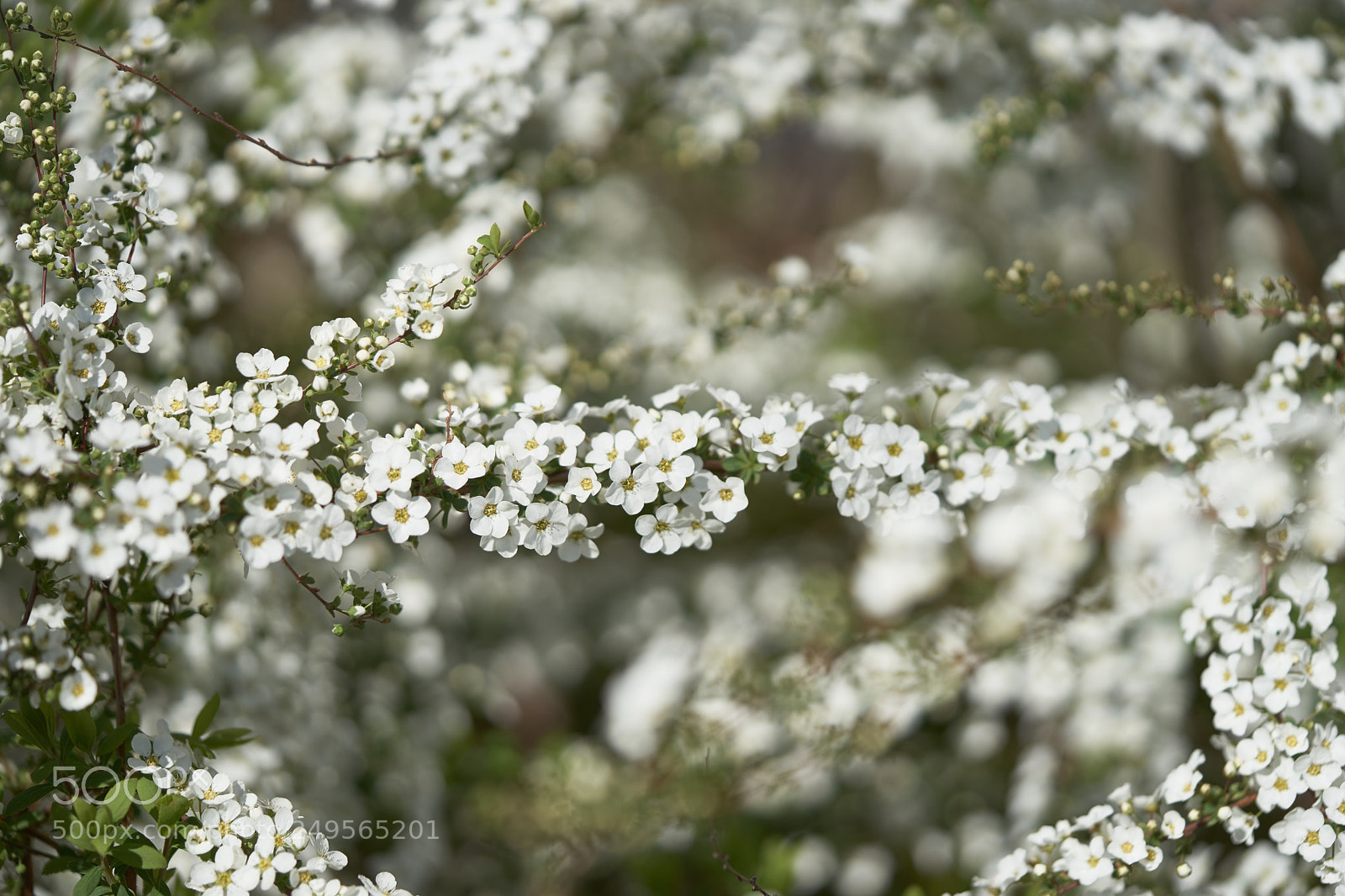 Sony a7 sample photo. Flowers 6219 photography