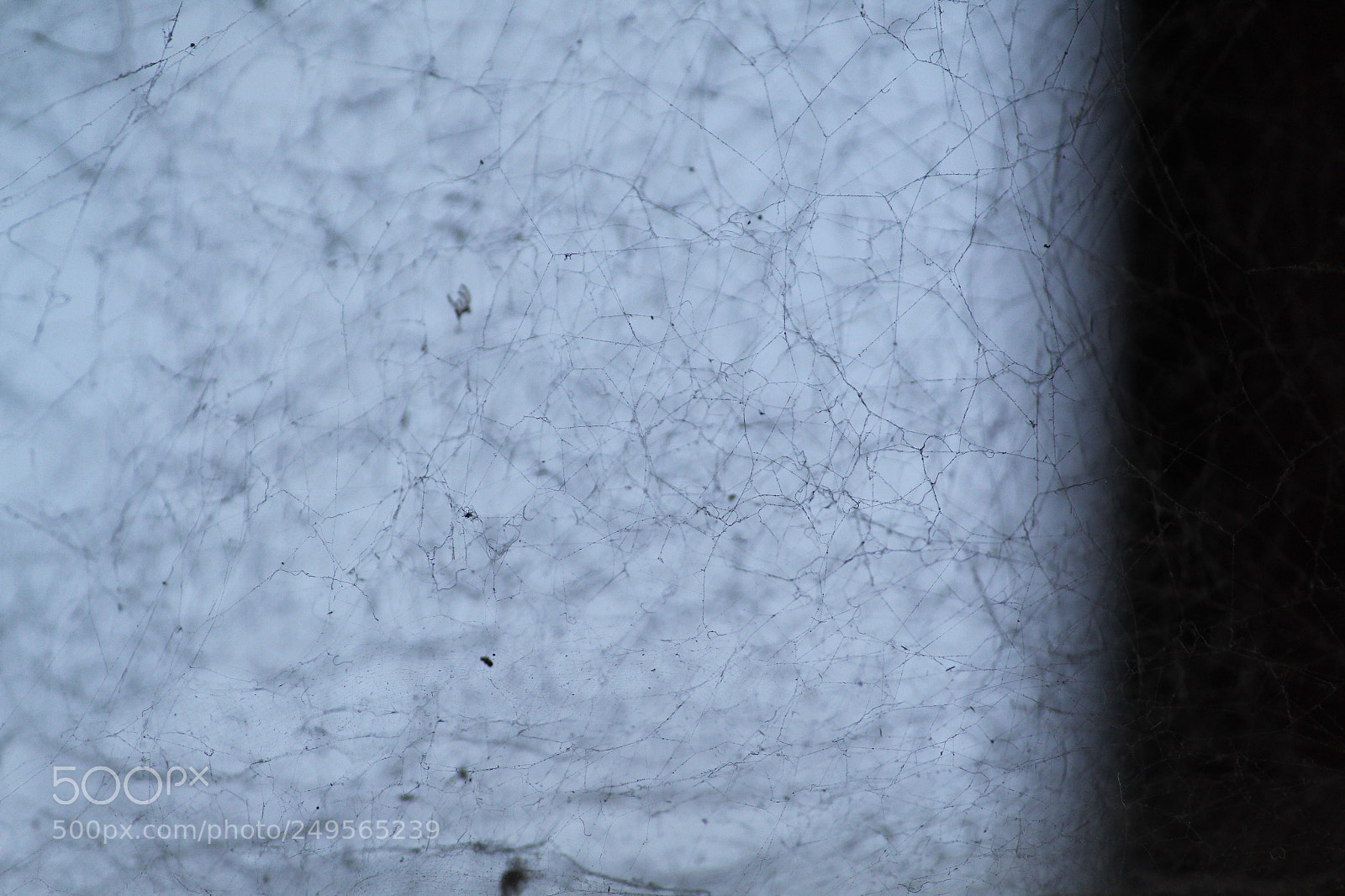 Canon EF-S 55-250mm F4-5.6 IS II sample photo. Strongest fibre in nature! photography