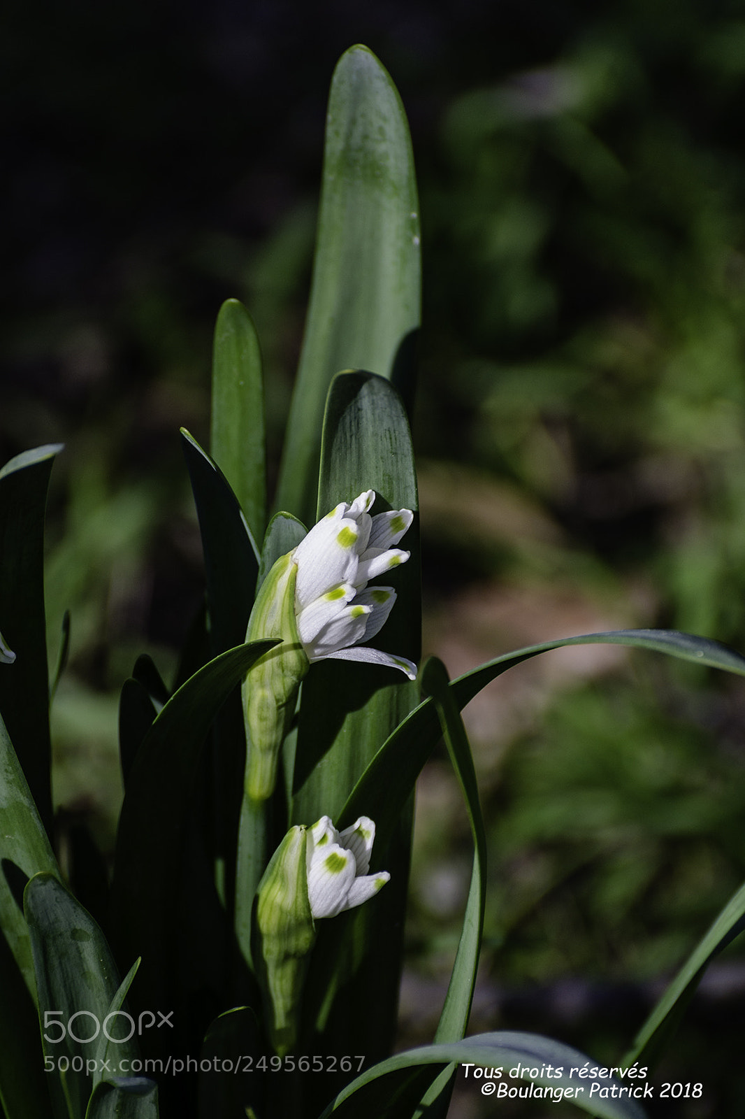 Nikon D7000 sample photo. Fkeur photography