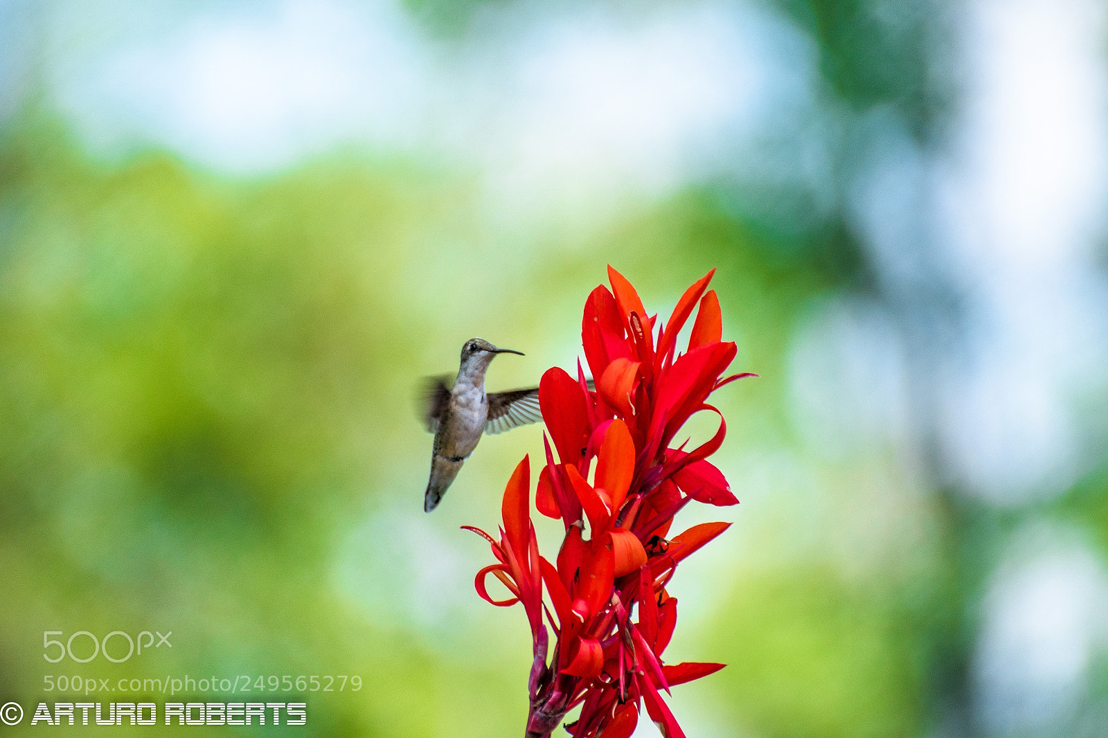 Nikon D5500 sample photo. Untitled photography