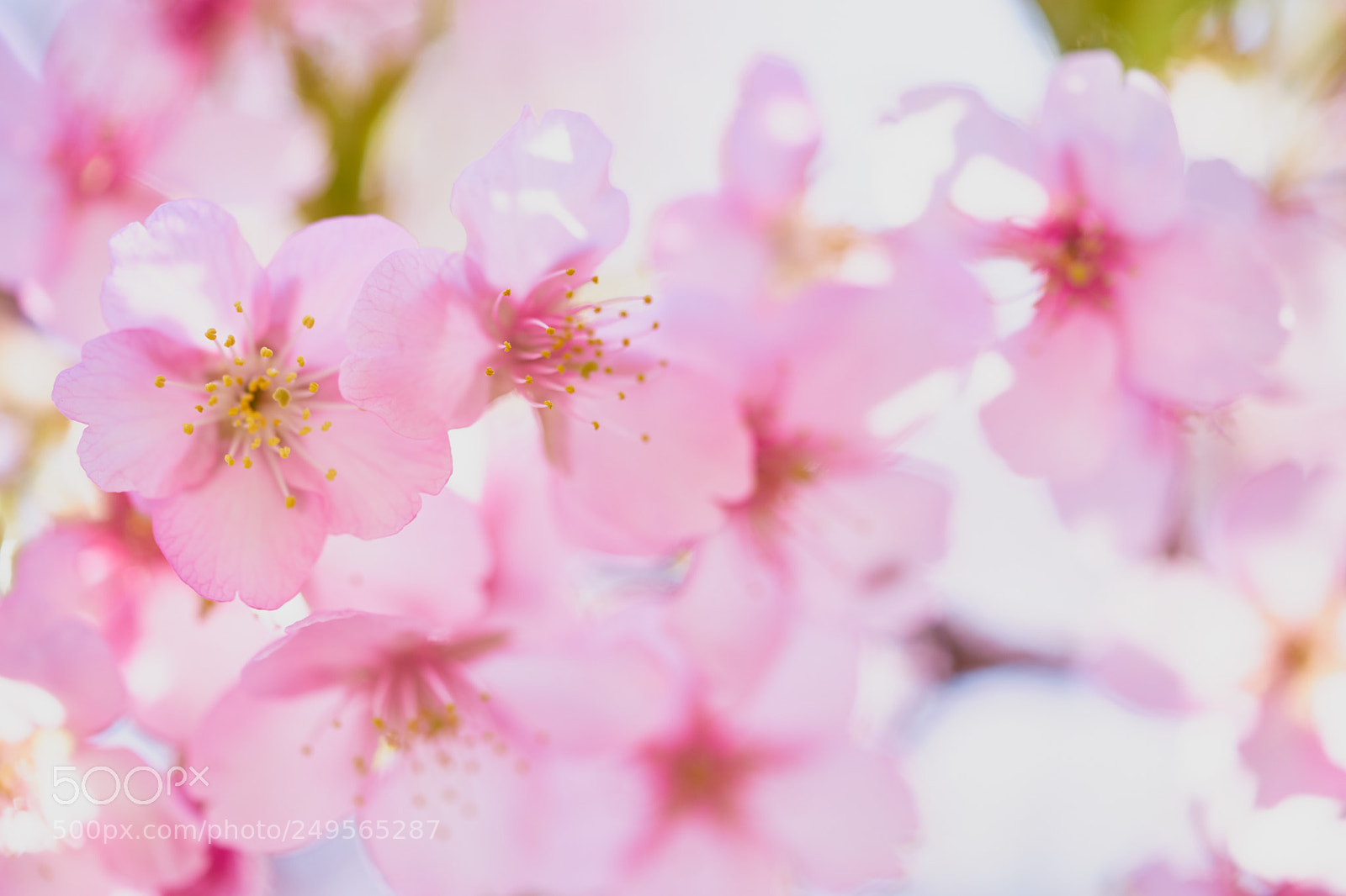 Sony a7 sample photo. Flowers 6221 photography