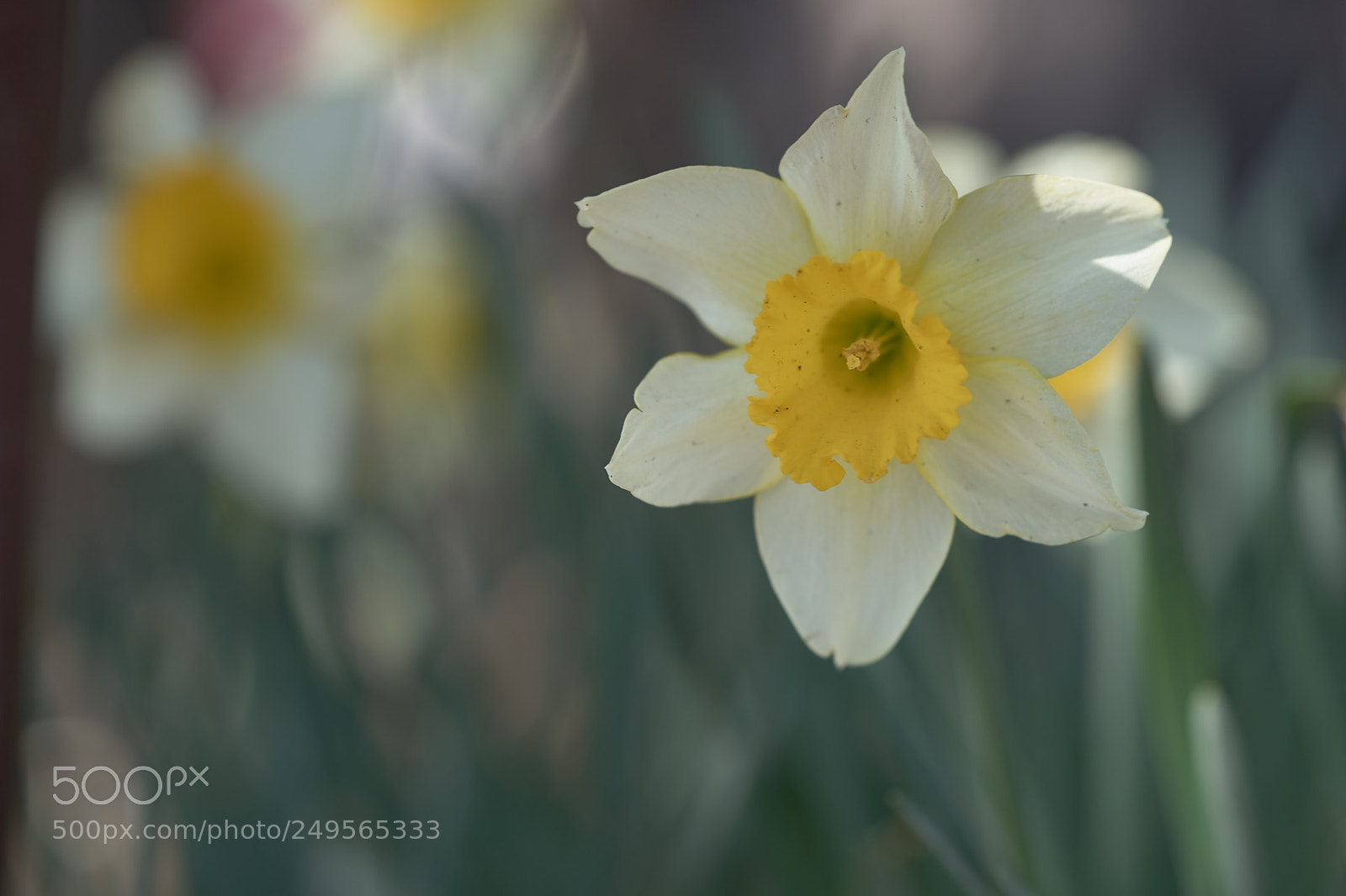 Sony a7 sample photo. Flowers 6222 photography