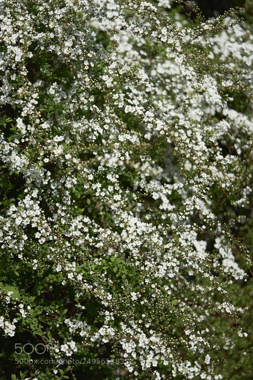 Sony a7 sample photo. Flowers 6223 photography