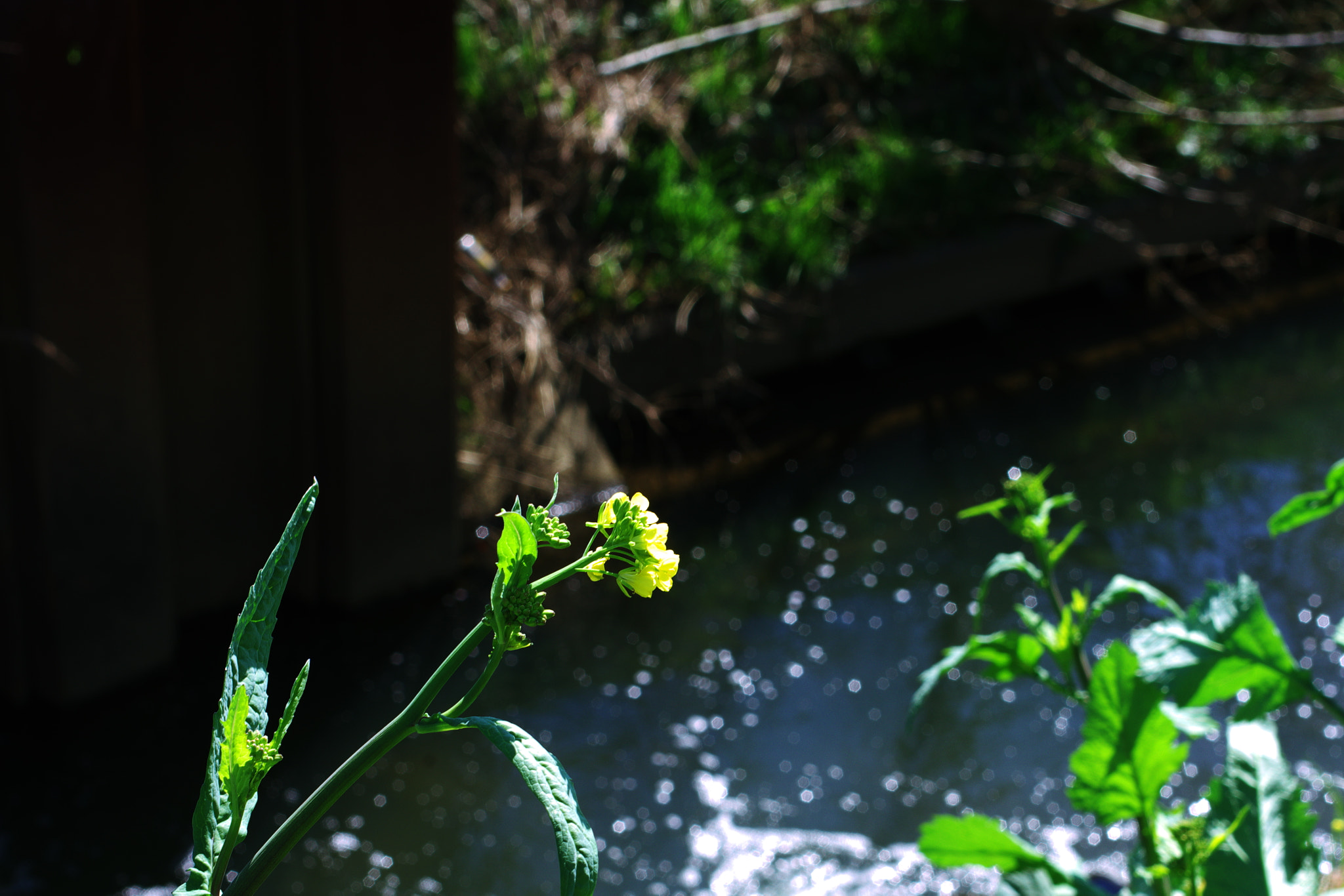 Pentax K-70 sample photo. Spring photography