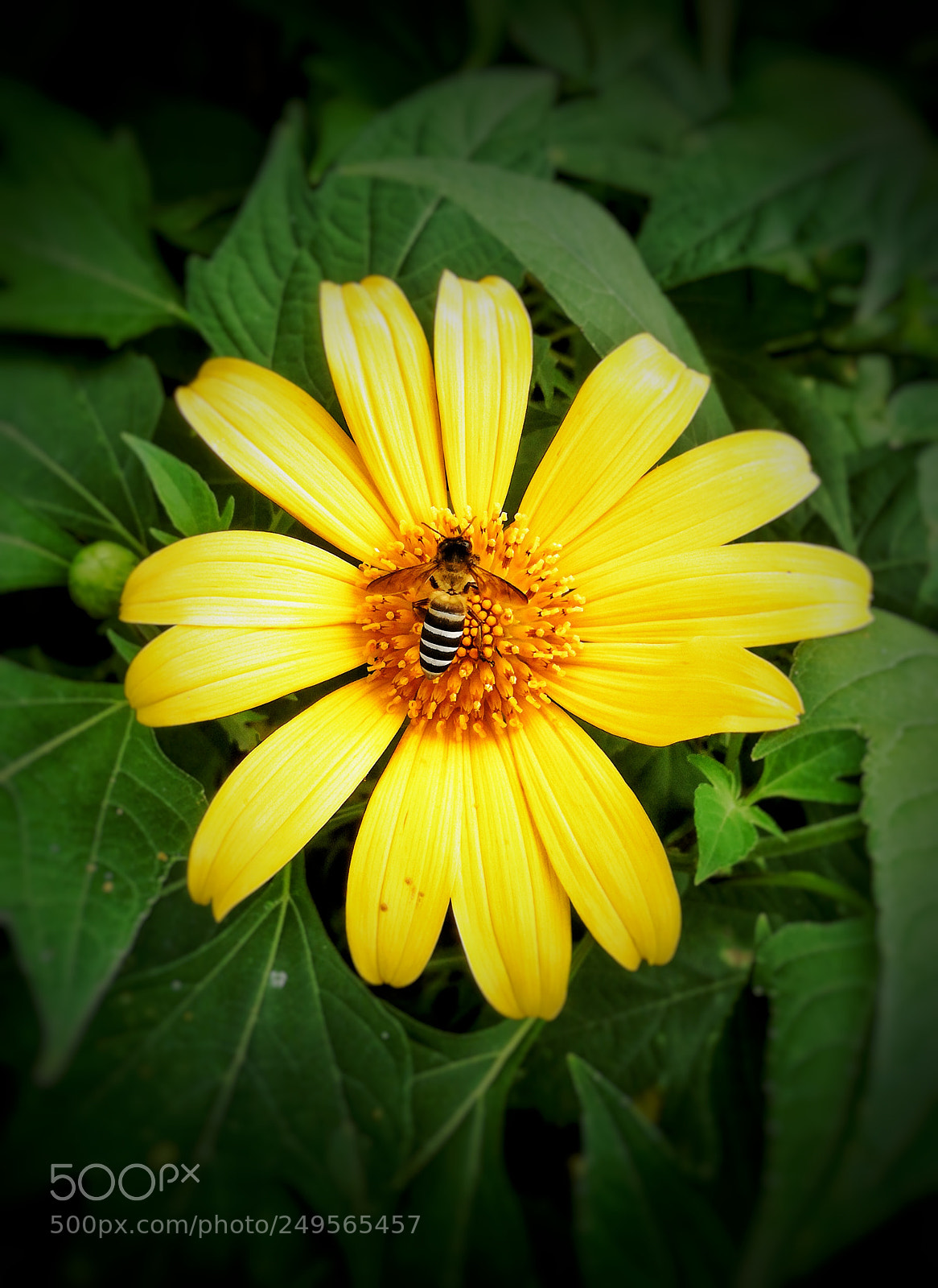 HUAWEI P9 LITE sample photo. Nectar photography