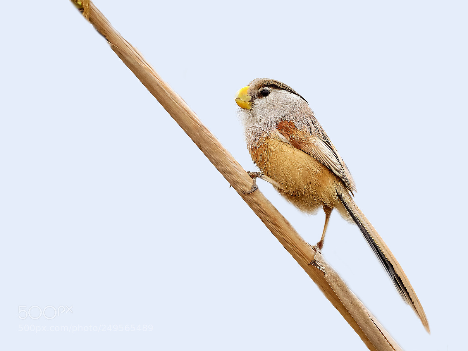 Canon EOS-1D X Mark II sample photo. 震旦鸦雀 photography