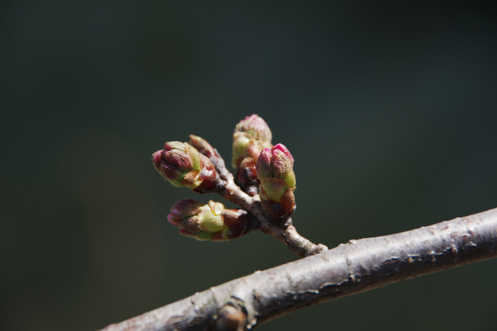 Pentax K-70 sample photo. Just before flowering photography
